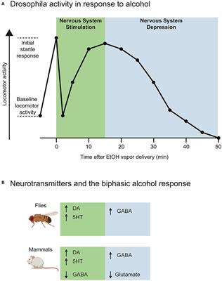 The Neurotransmitters Involved in Drosophila Alcohol-Induced Behaviors